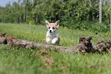 CORGI PEMBROKE 502